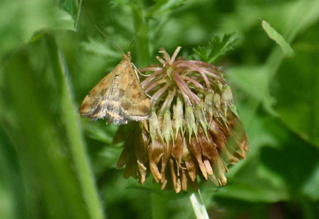 Falena da identificare